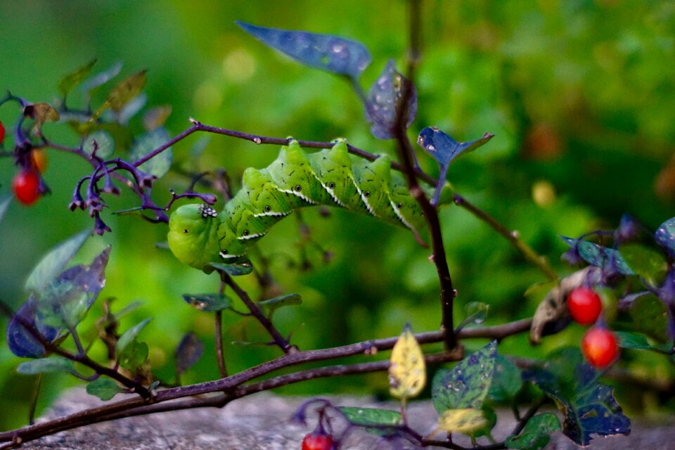 Larva insect ecology
