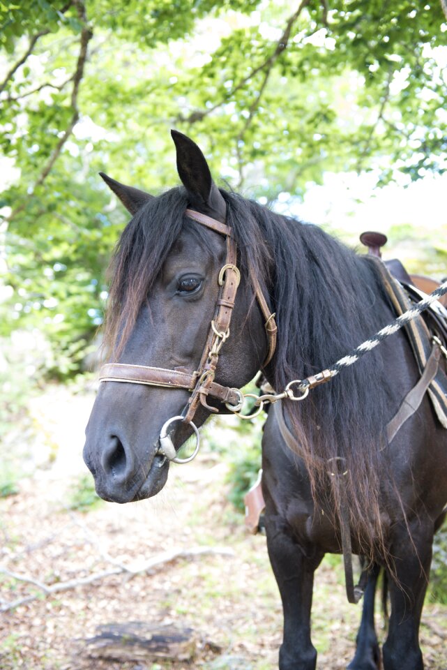 Merens horses mare animal