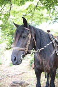 Merens horses mare animal photo