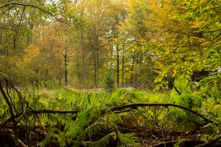 Nature trees mood photo