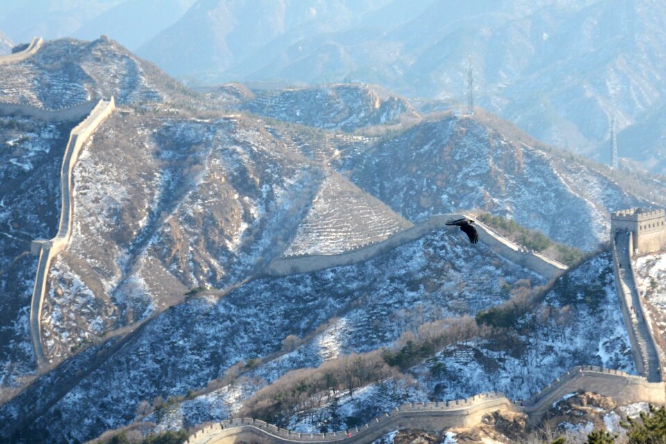 Landscape flight bird