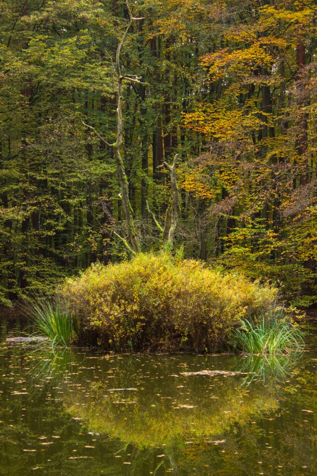 Forest biotope water
