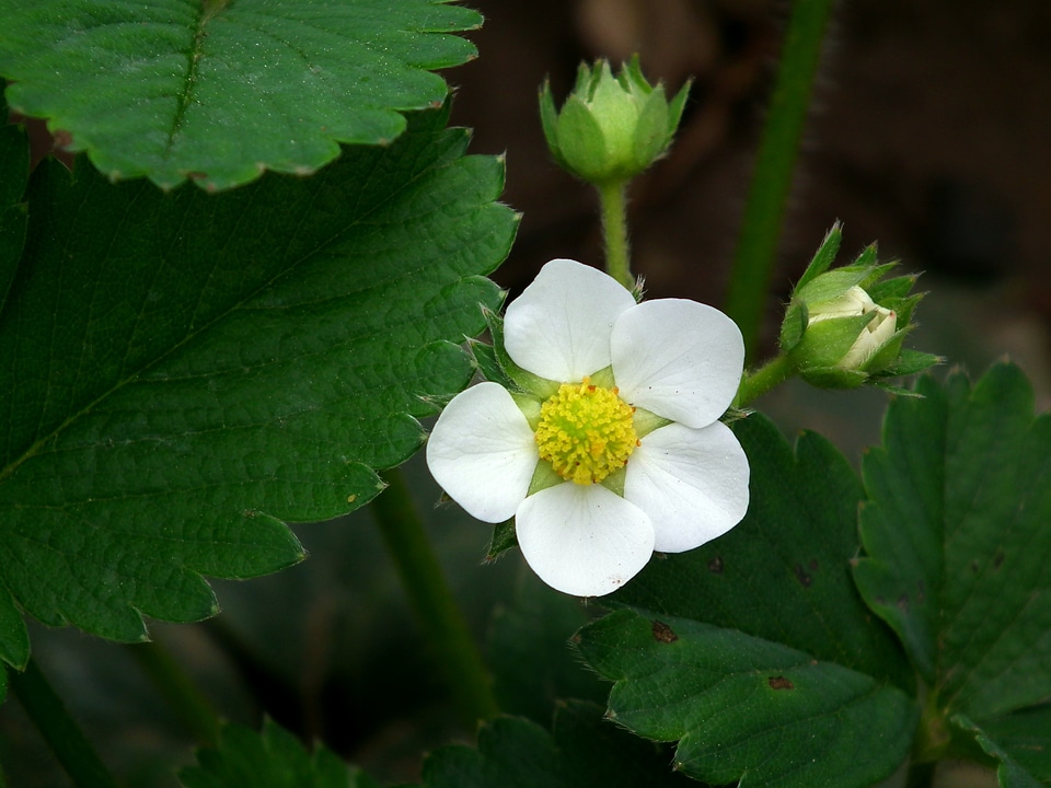 Bud white garden strawberry