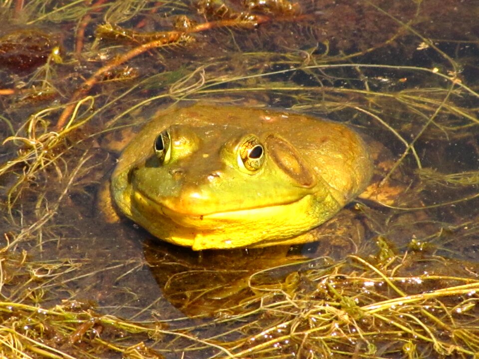Nature looking amphibian