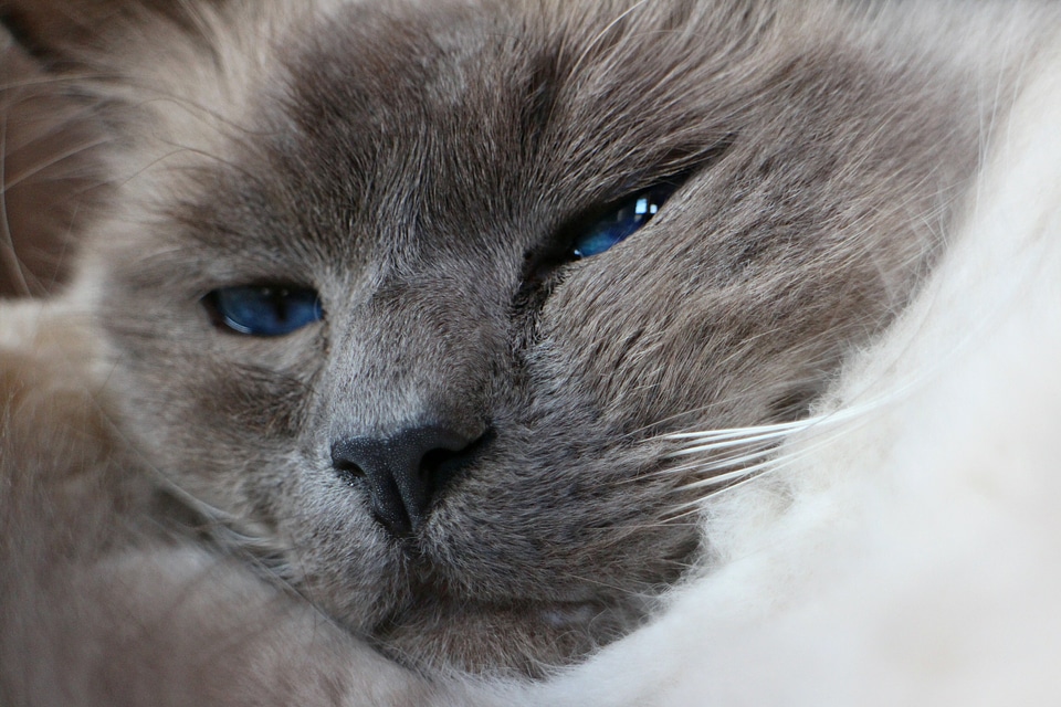 Head face cat face