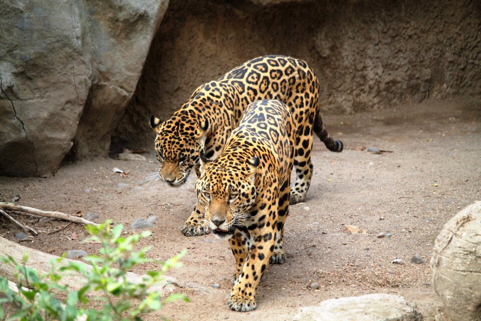 Animal nature animal world