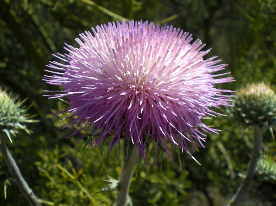 Nature weed spiked