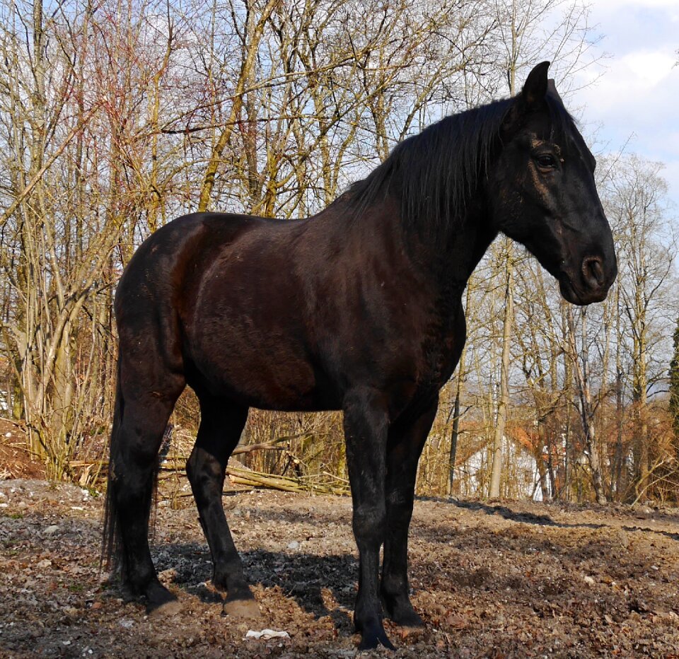 Horses paddock animal