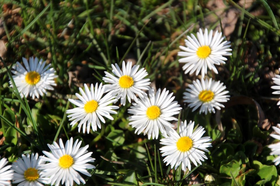 Bloom meadow close up