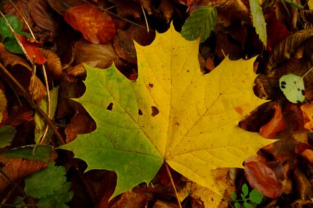 Fall autumn leaves nature