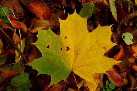 Fall autumn leaves nature photo