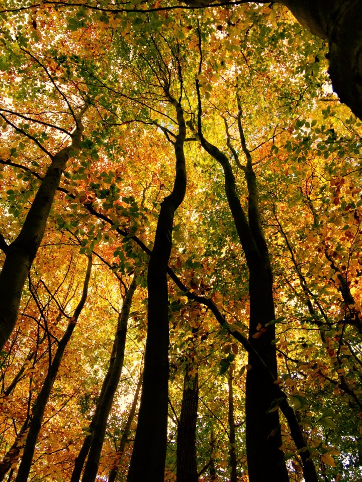 Autumn nature green