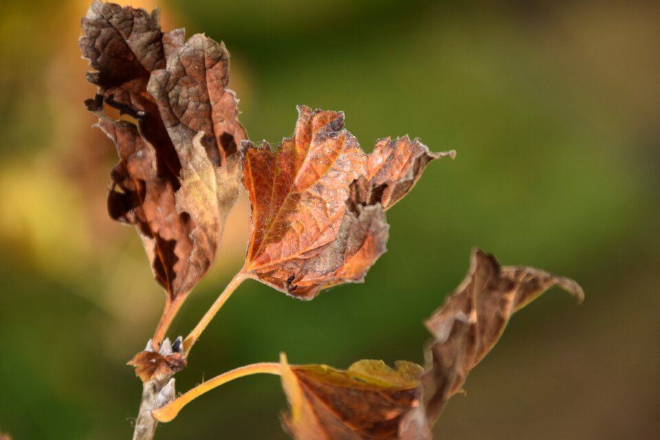 Autumn brown close up