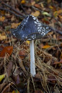 Autumn forest nature