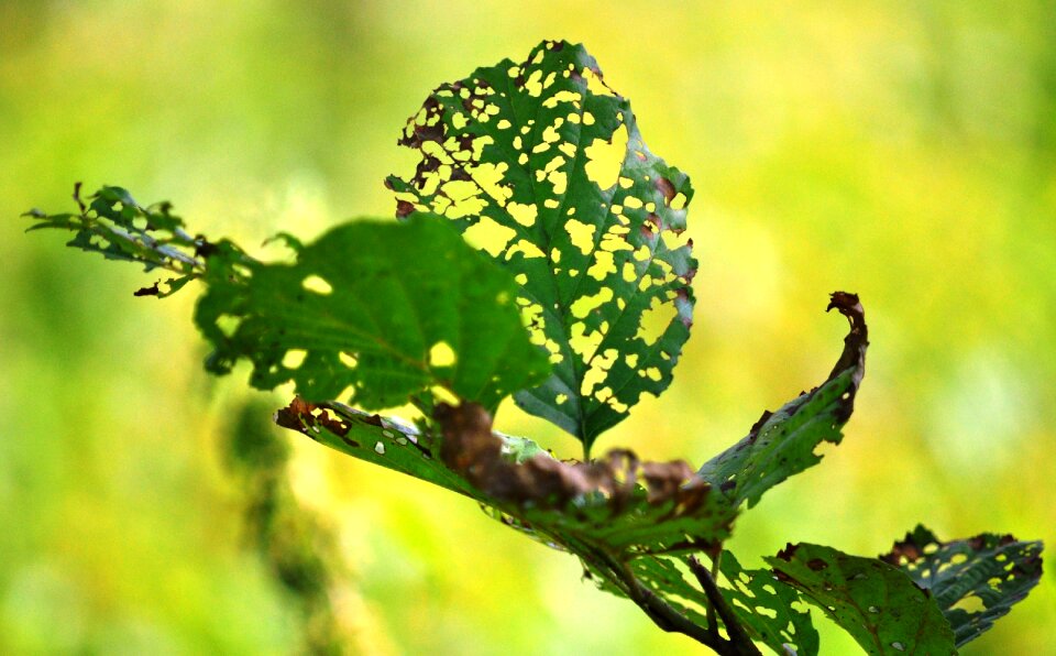 Plant leaves forest