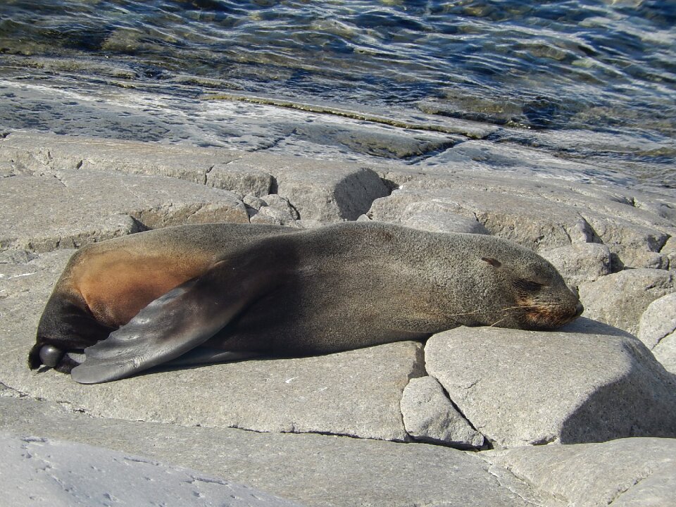 Relaxation wildlife animal
