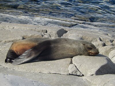 Relaxation wildlife animal