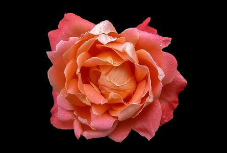 Close up rose bloom drop of water photo