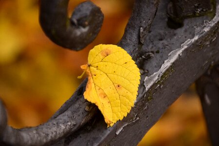 Transience metal leaf on metal photo