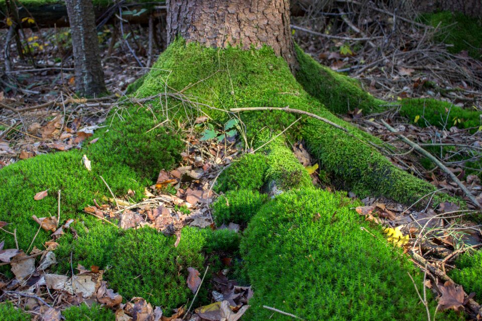 Tree log nature