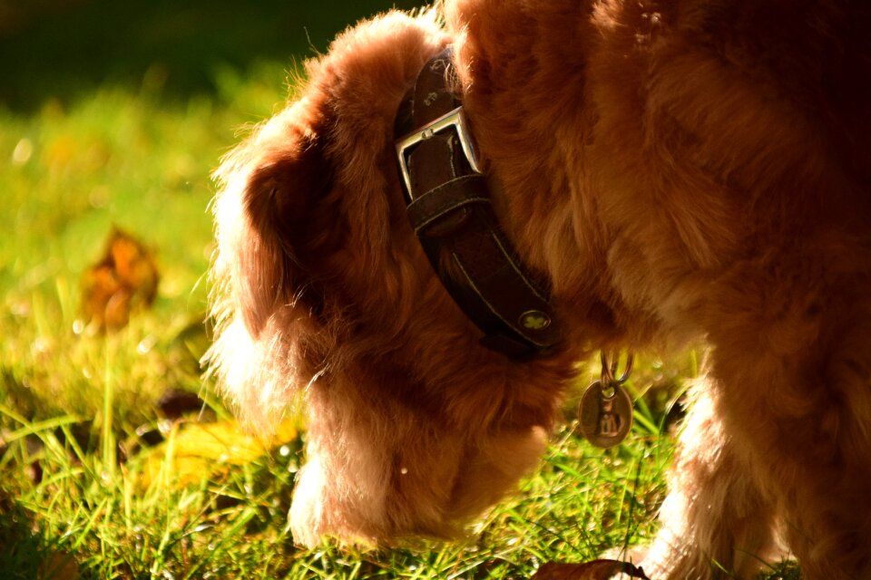 Pet small dog hairy