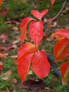 Rosewood red leaves autumn photo