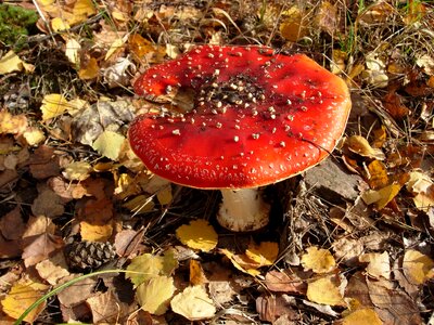 Fly agaric red forest mushrooms