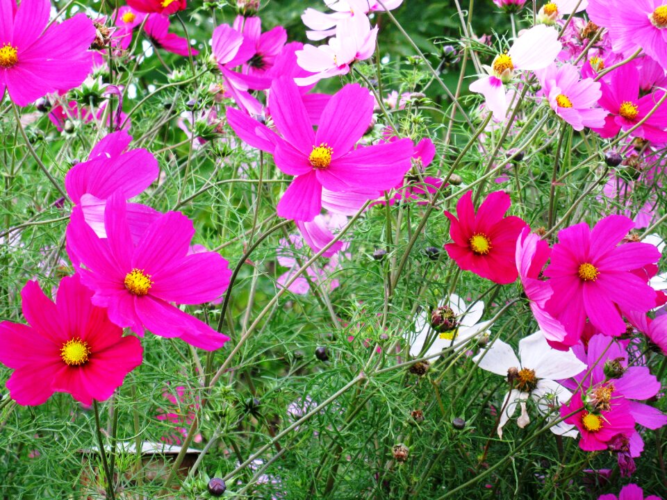 Flowers purple summer