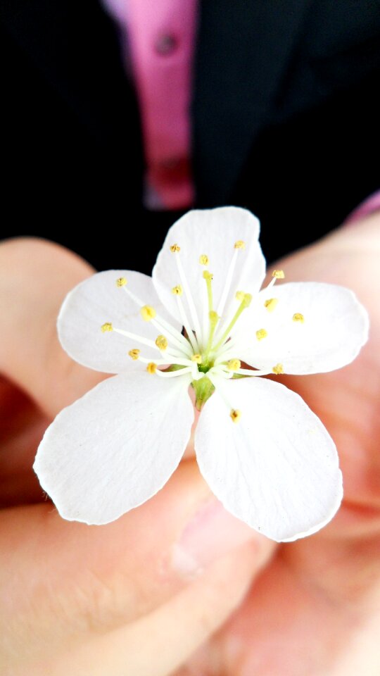 Spring flowers nature beauty