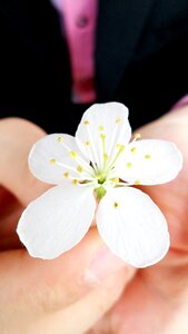 Spring flowers nature beauty