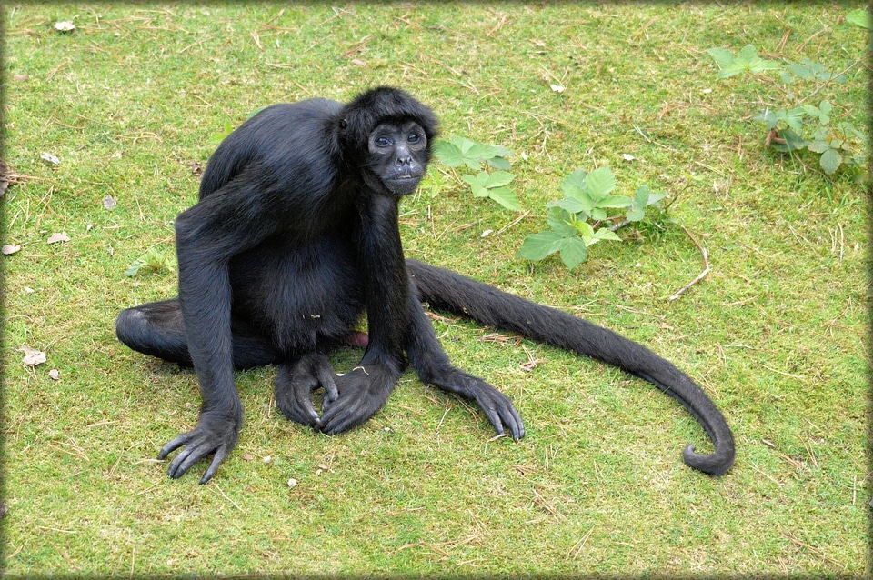 Forest devil animal wildlife