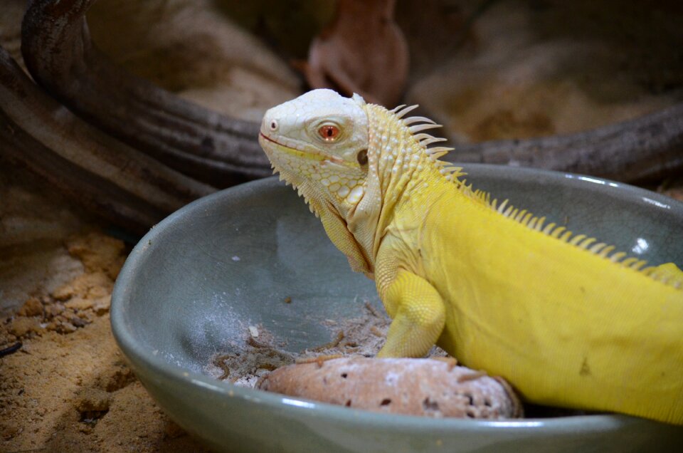 Lizard close up head
