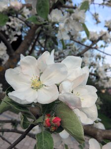 Spring apple tree blossom white photo