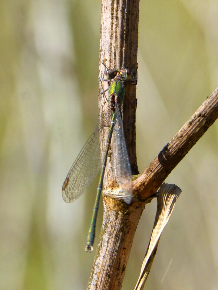Rosemary winged insect calopteryx xanthostoma