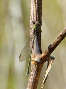 Rosemary winged insect calopteryx xanthostoma