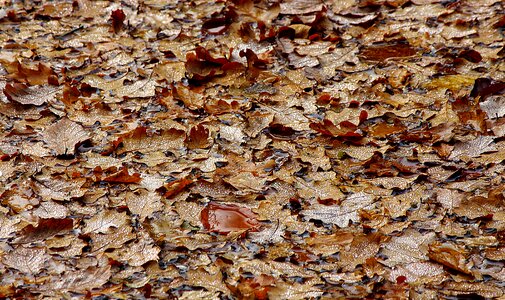 Autumn fall foliage leaves on water photo