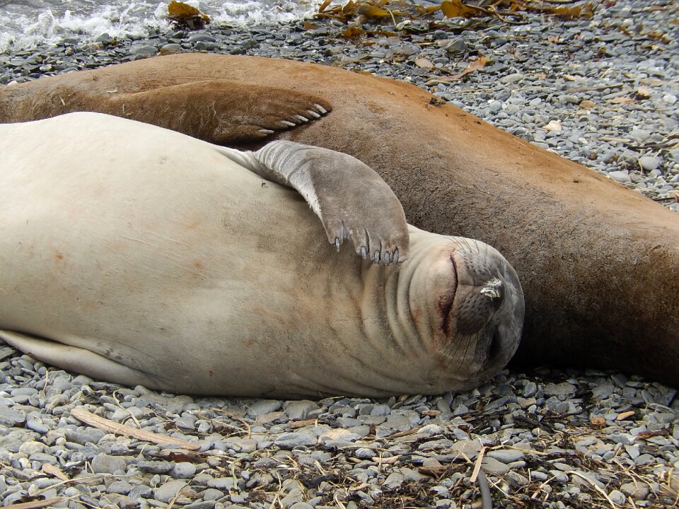 Wildlife relaxation animal