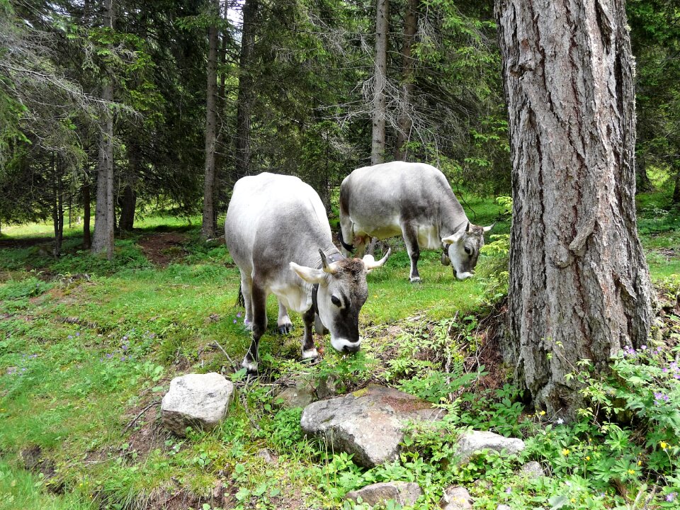 Alm nature forest