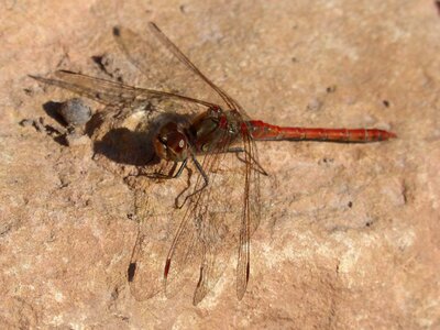 Rock winged insect sympetrum striolatum