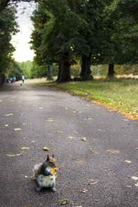 England gardens squirrel photo