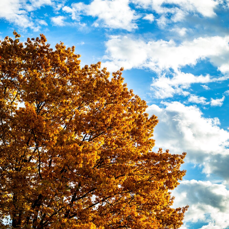 Weather oak leaves fall foliage