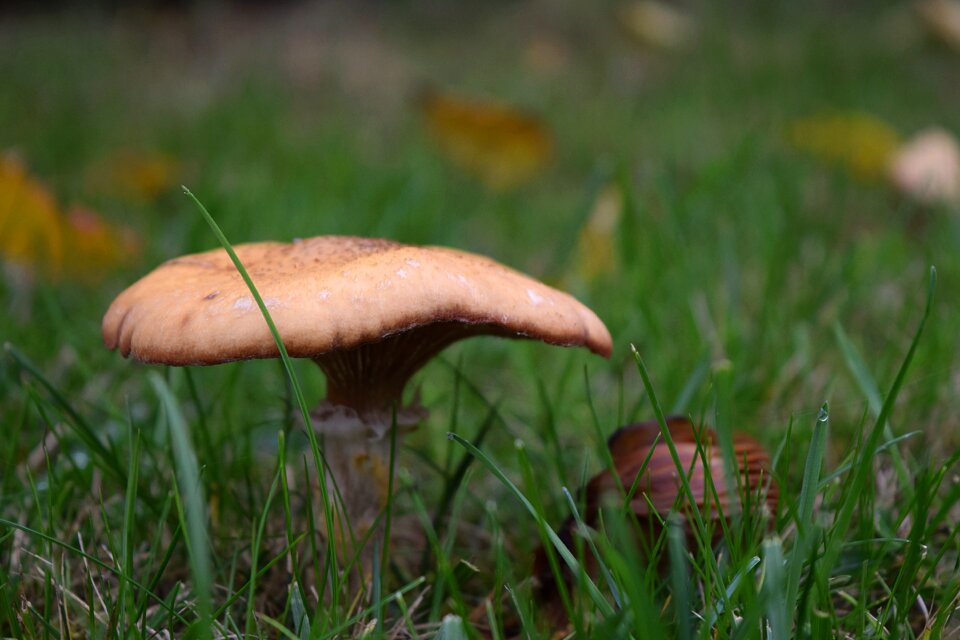 Autumn mushroom meadow