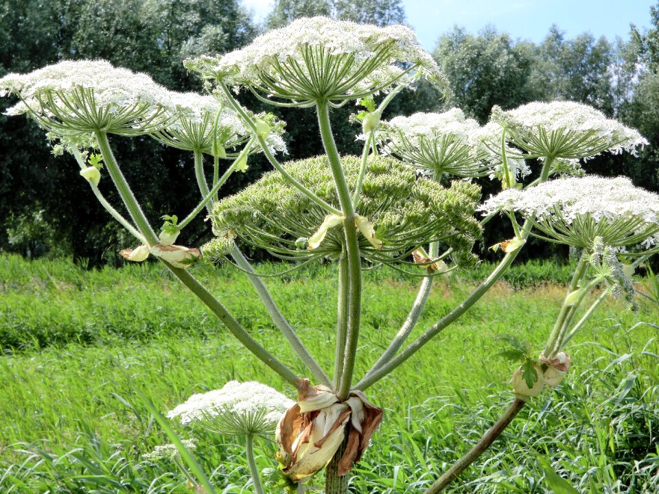 Screen flower netherlands hogweed
