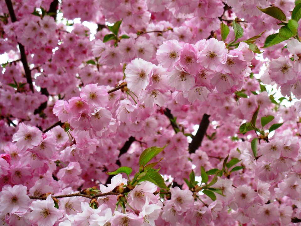 Pink spring plant