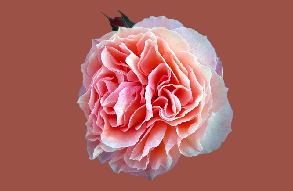 Close up rose bloom drop of water