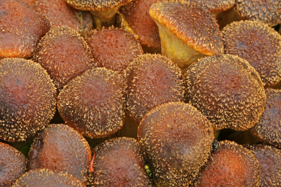 Forest floor brown mushroom close up