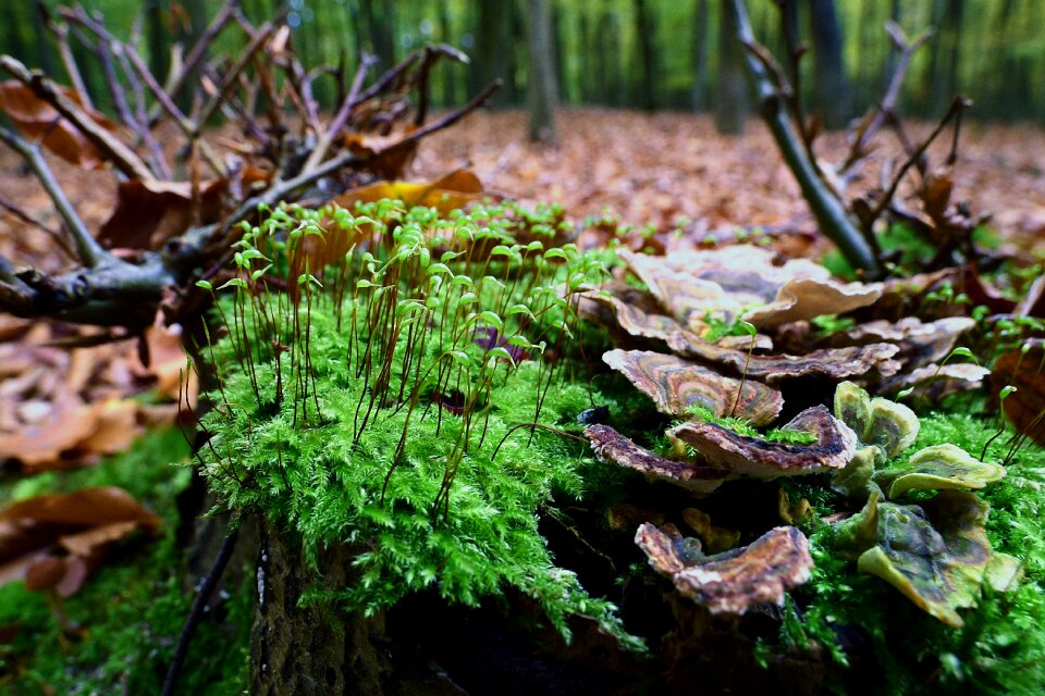 Moss fruit tree fungus forest