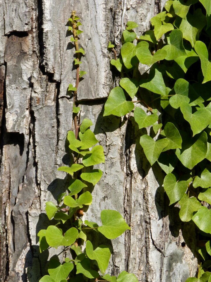 Ivy vine tree bark texture
