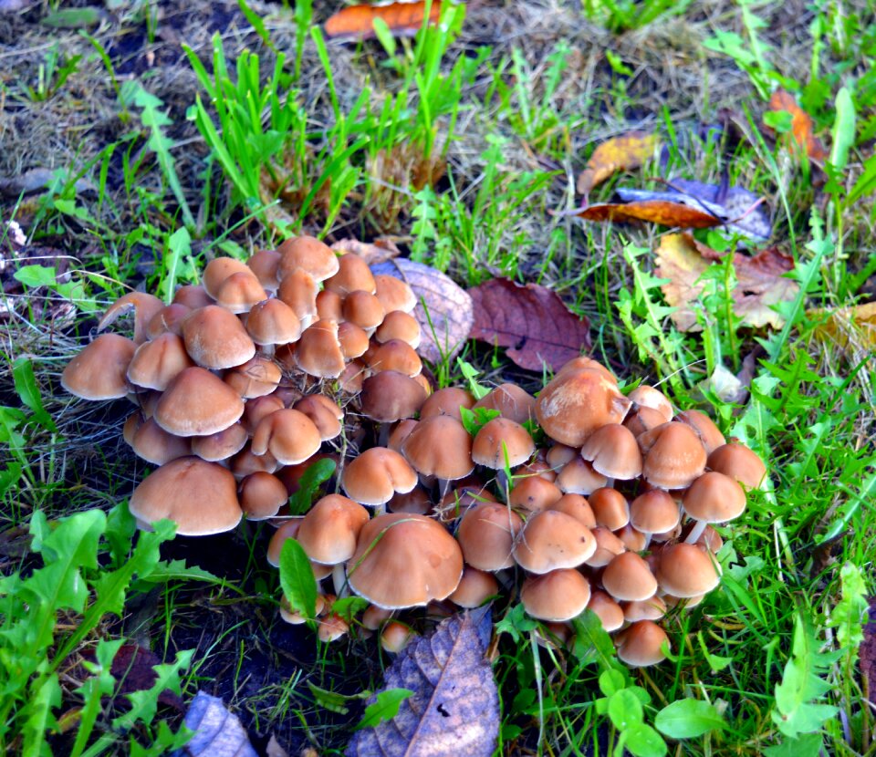 Toxic brown forest