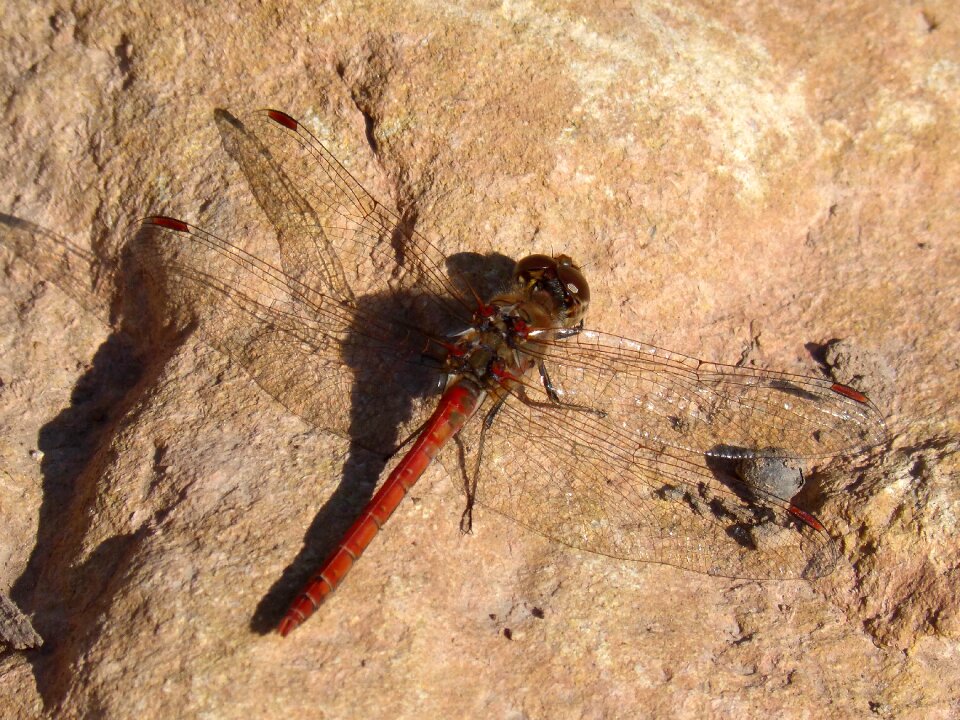 Rock winged insect sympetrum striolatum